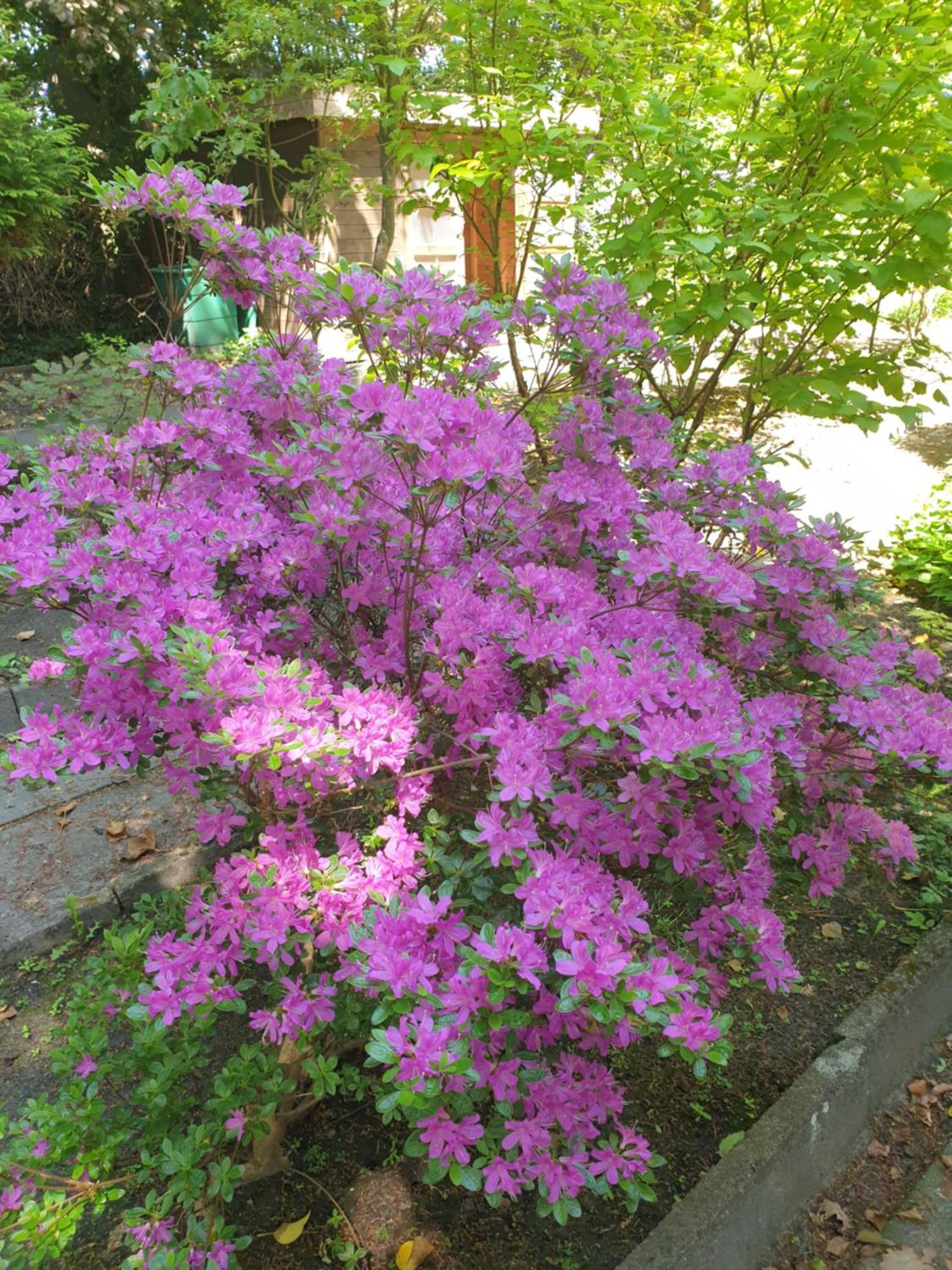 Ferienwohnung Gartenblick Westerstede Exterior foto